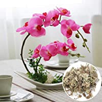 Chirsemey Musgo de Sphagnum para Bonsai 6L sustrato Musgo de turba Natural para Control de la Humedad en el terrario…